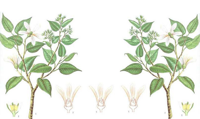 成為全球龍腦產(chǎn)業(yè)的引領者，遠景智庫為新晃龍腦制定發(fā)展戰(zhàn)略規(guī)劃